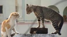 Останете си вкъщи – пазете човешкия живот!! Вижте котешки войни (видео) - Videoclip.bg