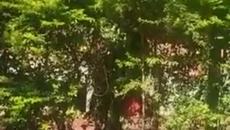 Смях- Храста се Движи! Вижте улична маскировка, по корона-карантината 2020 (видео) - Videoclip.bg