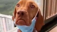 Ну ка быстро надень маску - Сложи маската! Най-добрият приятел моето куче само си слага маската! (видео) - Videoclip.bg