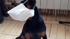 Ну ка быстро надень маску! Куче ти не си ли слушало за коронавирус - Videoclip.bg