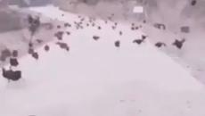 Коронавирус хумор! Какво ще стане когато свърши карантината (видео) - Videoclip.bg