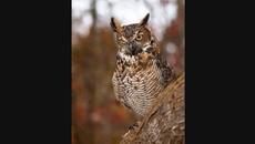 Nightwish - The Crow, the Owl and the Dove (instrumental) - Videoclip.bg