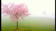 Диана Експрес - Наследство - Videoclip.bg