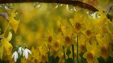 ✿ Слънчеви цветя ✿ - Videoclip.bg