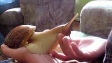 Невероятно! Не сме виждали така мил и гальовен домашен любимец - Videoclip.bg