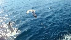 Δεν ξαναγυρίζεις (Δόξας Κώστας Γ.) - Videoclip.bg