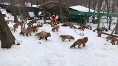 Вижте невероятна красота! Каква порода животно отглежда този човек - Videoclip.bg