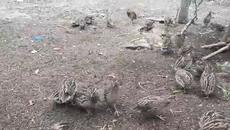 Вижте Най-милите Пъдпъдъчета! Един ден от живота на пъдпъдъка (видео) - Videoclip.bg