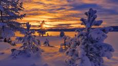 ❄️ Зимни снежни дървета ❄️ - Videoclip.bg