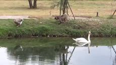 В Света на Животните - Красивите Лебеди! (видео) - Videoclip.bg