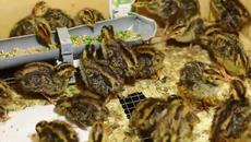 Малки разкази за пъдпъдъците! (видео) - Videoclip.bg