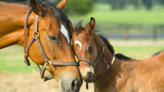 Мъж спасява малко конче да не бъде блъснато от кола .... Вижте връща го на майка му - Videoclip.bg