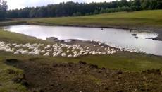 Щастливото утро на безброй бели патици (видео) - Videoclip.bg