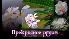 Прекрасное рядом - Videoclip.bg