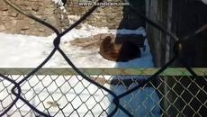 Тази кафява мечка се къпе със сняг и се радва (видео) - Videoclip.bg