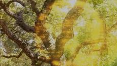 Tony Tucker - The Old Dead Woodpecker Hole Tree - Videoclip.bg