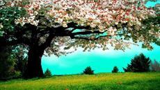 Високосна година 2020 с Гугъл Google Doodle! Какво трябва да знаем за високосната година - Videoclip.bg