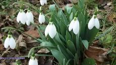 Кокичета с усмивка за Баба Марта 2020! Честит имен ден на всички които празнуват - Videoclip.bg