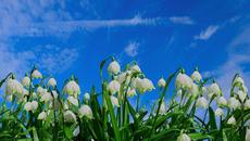 ~*~ Ехото на пролетта ... Добре дошъл, Март! ~*~ - Videoclip.bg