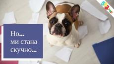 Потърсете домашни любимци или продайте в 5bg.top - продавалник - обяви - Videoclip.bg