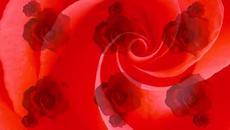 8 март 2020 – Международен ден на жената с милиони червени рози - Videoclip.bg