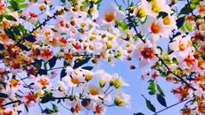 Честита Първа Пролет! - Videoclip.bg