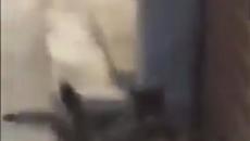 Спор между Котки ! - Videoclip.bg