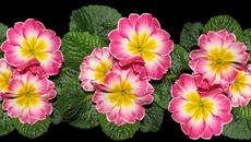 ✿ Чудесата на пролетта ... цветната иглика ✿ - Videoclip.bg