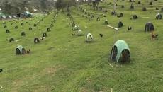 Вижте един свят на щастливи кокошки и петли 2020 (видео) - Videoclip.bg