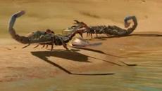 Животът преди динозаврите (Life Before Dinosaurs) E01 - Videoclip.bg