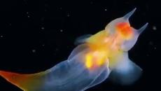 Морският Ангел (Pneumodermopsis cfr. Paucidens) - Videoclip.bg