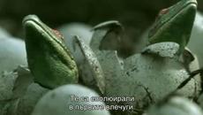 Животът преди динозаврите (Life Before Dinosaurs) E02 - Videoclip.bg