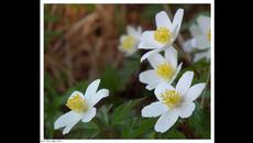 Първи ден от пролетта! Пролетен сезон с гугъл! First Day of Spring - Google Doodle - Videoclip.bg