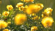 Щастлива първа пролет 2020 с здраве и щастие приятели! Честита първа пролет България!  HAPPY SPRING от Луна - Videoclip.bg