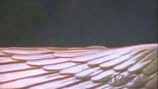 Кивота - Ковчега На Завета - Videoclip.bg