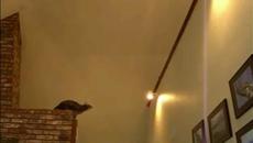 А има ли паркур за котки! (ВИДЕО) - Videoclip.bg