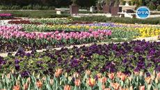 Интерактивно видео и виртуална разходка ще показват красотата на ботаническата градина в Балчик - Videoclip.bg