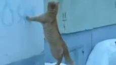 Не сте виждали такава серенада! Ромео и Жулиета (видео) - Videoclip.bg