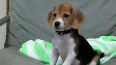 Не е ли много сладък ..:) - Videoclip.bg