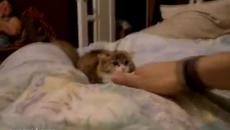 СЛАДУР! Музикално коте танцува с уши (ВИДЕО) - Videoclip.bg