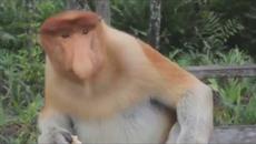 Музыка Сергея Чекалина  -  Обезъяны. - Videoclip.bg