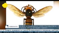 Cтършели - Videoclip.bg