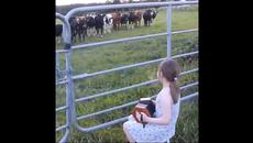 Момиченцето свири а кравите тичат за да я чуят! Вижте крави които обичат музиката!  (видео) - Videoclip.bg