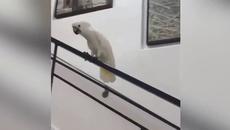 Вижте папагали с талант! Папаглче се плъзга по парапет и още... (ВИДЕО) - Videoclip.bg