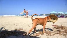 The Centurians - Bullwinkle Part II - 2 - Videoclip.bg