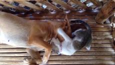 Куче срещу v/s коте (ВИДЕО) - Videoclip.bg