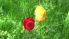 Музыка Сергея Чекалина  -  Всё цветёт. - Videoclip.bg