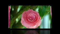 ✿✿✿  Камелия  ✿✿✿ - Videoclip.bg