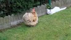 Вижте как коте се бори кокошка (ВИДЕО) - Videoclip.bg