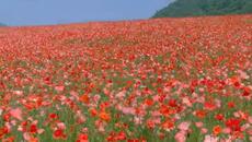 Летен сезон 2020 посрещаме с Гугъл! Честито Лято 2020 г. Google Doodle - Videoclip.bg